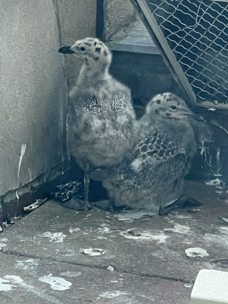Seagulls